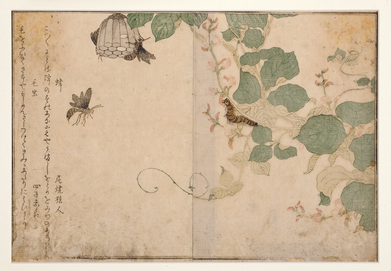 Osy i włochata gąsienica, 1788 (drzew) autorstwa Kitagawa Utamaro