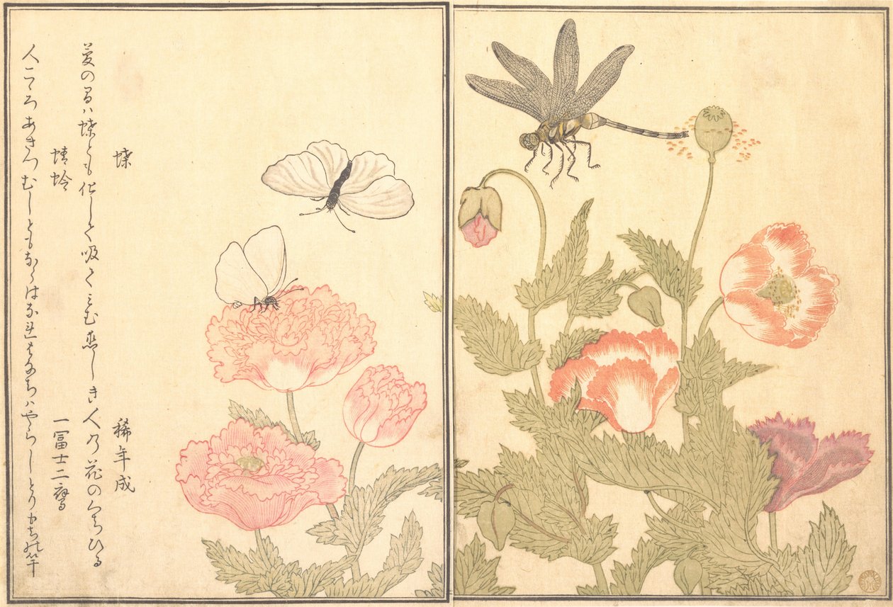 Napisane przez Hiterfly, Dragonfly Haze lub Dragonfly, 1788. autorstwa Kitagawa Utamaro