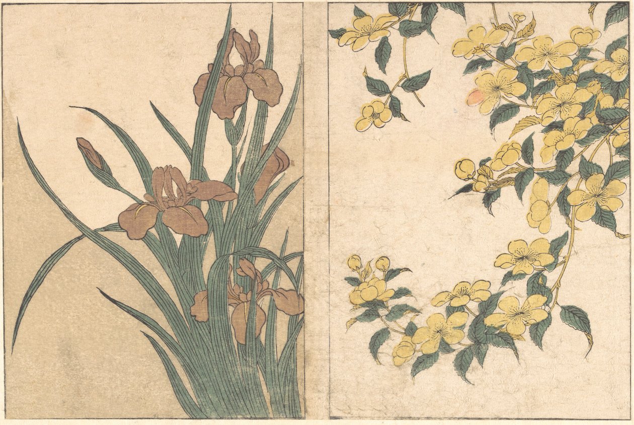Kwiaty wiśni i irysy, z ilustrowanej książki Kwiaty czterech pór roku, 1801. autorstwa Kitagawa Utamaro