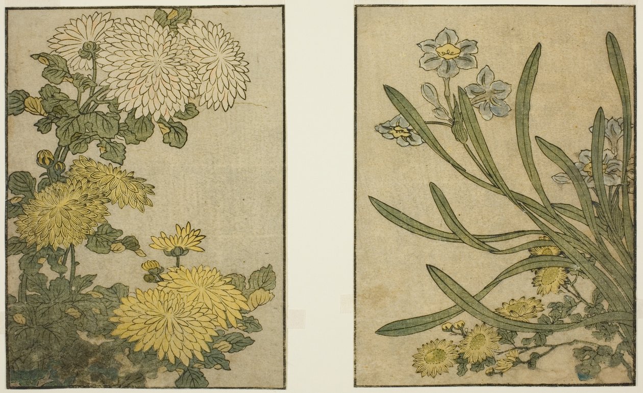 Chryzantema i Narcyz, z ilustrowanej książki „Picture Book: Flowers of the Four Seasons (Ehon shiki no hana)”, tom. 2 autorstwa Kitagawa Utamaro