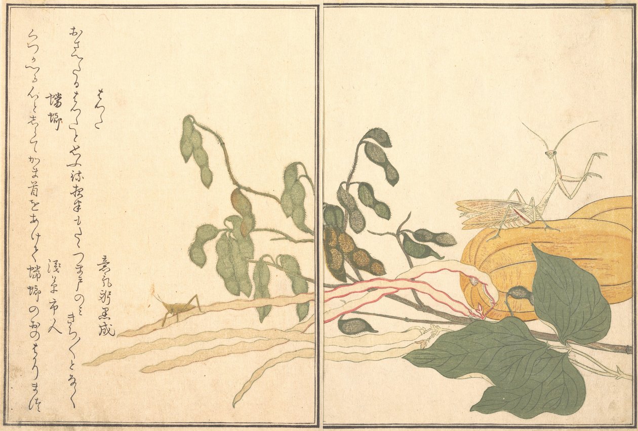 Konik polny lub szarańcza stożkowata, batta, Modliszka Toro lub Kamakiri..., 1788. autorstwa Kitagawa Utamaro