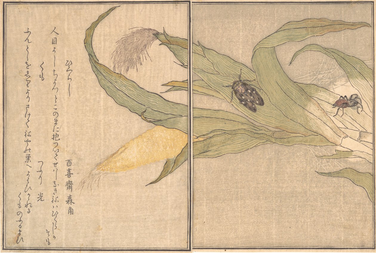 Ewa ludzie Stomatologia, Higurashi, S dni, Chmury. . . , 1788. autorstwa Kitagawa Utamaro