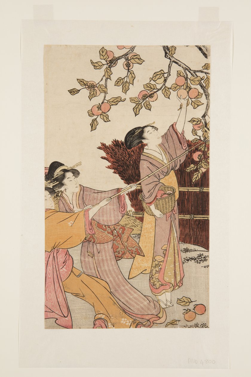 Gathering Persimmons (kolorowy drzeworyt) autorstwa Kitagawa Utamaro