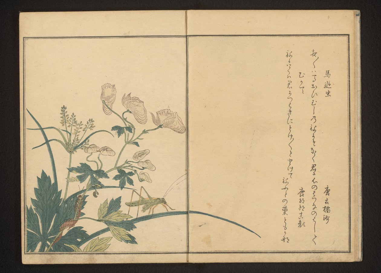Konik polny i stonoga na akonitach autorstwa Kitagawa Utamaro