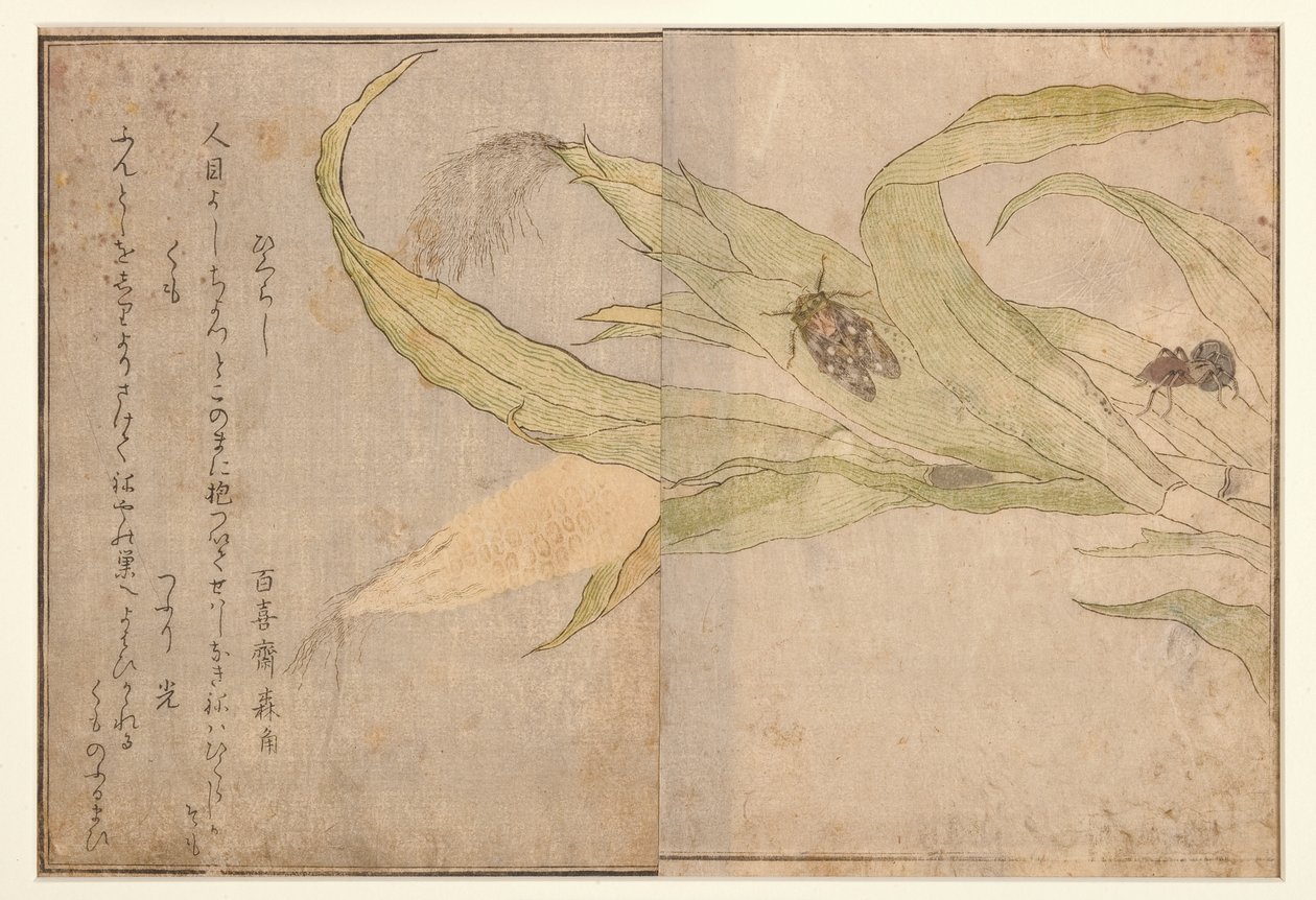 Higurashi i pająk, 1788 (drzew) autorstwa Kitagawa Utamaro