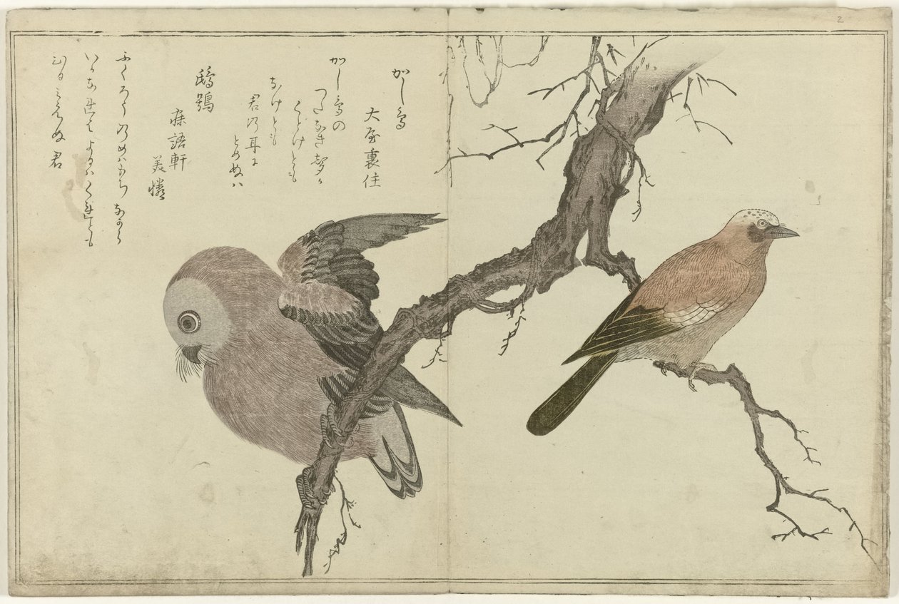 Sójka i sowa autorstwa Kitagawa Utamaro