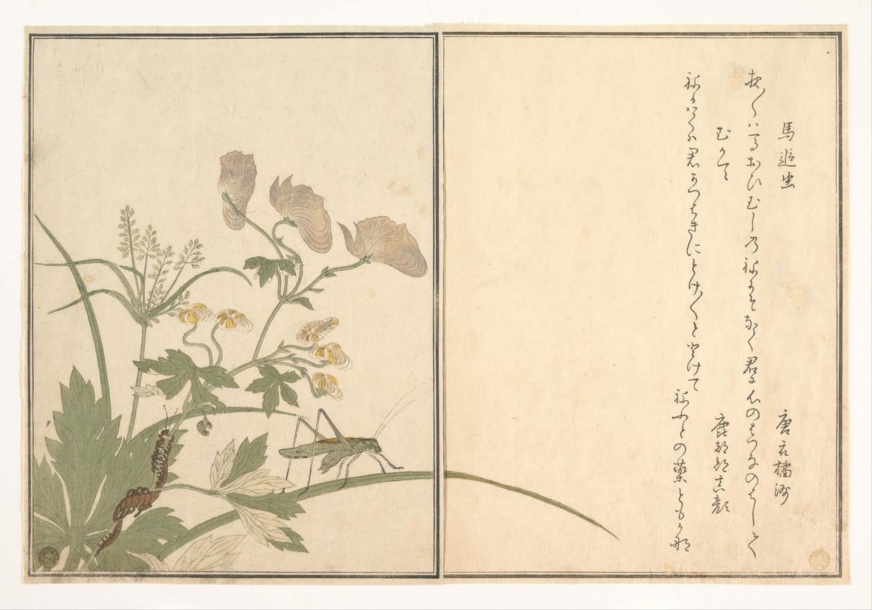 Skrzyp (Umaoi-mushi); stonoga (Mukade), z książki obrazkowej „Pełzające stworzenia” (Ehon mushi erami) autorstwa Kitagawa Utamaro