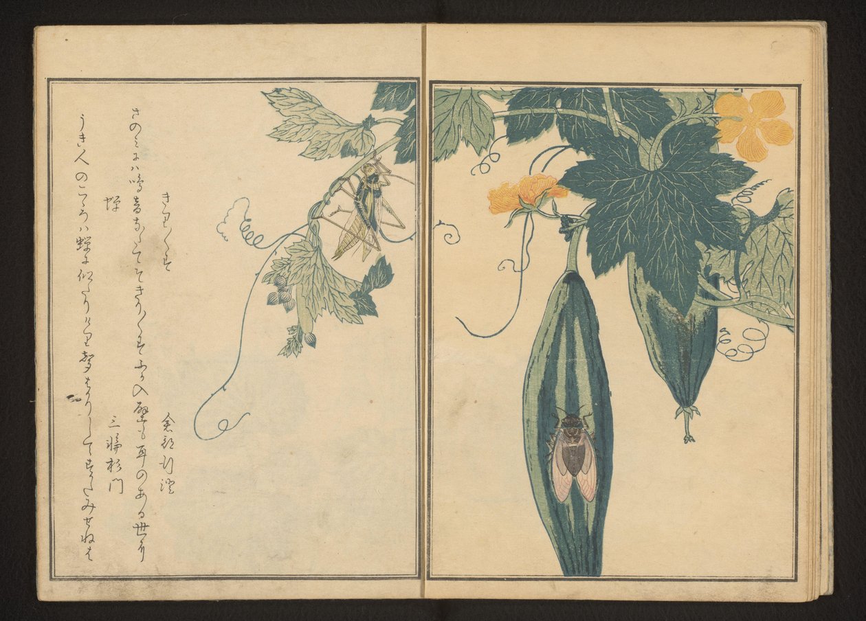 Katydid i cykada na tykwie autorstwa Kitagawa Utamaro