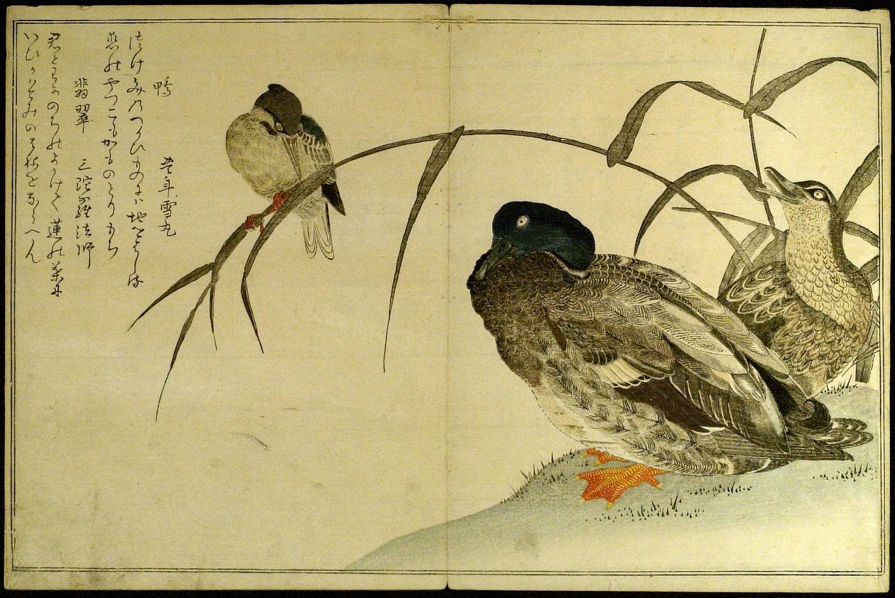 Myriad Birds: Konkurs Kyoka (Momo chidori kyoka awase) autorstwa Kitagawa Utamaro