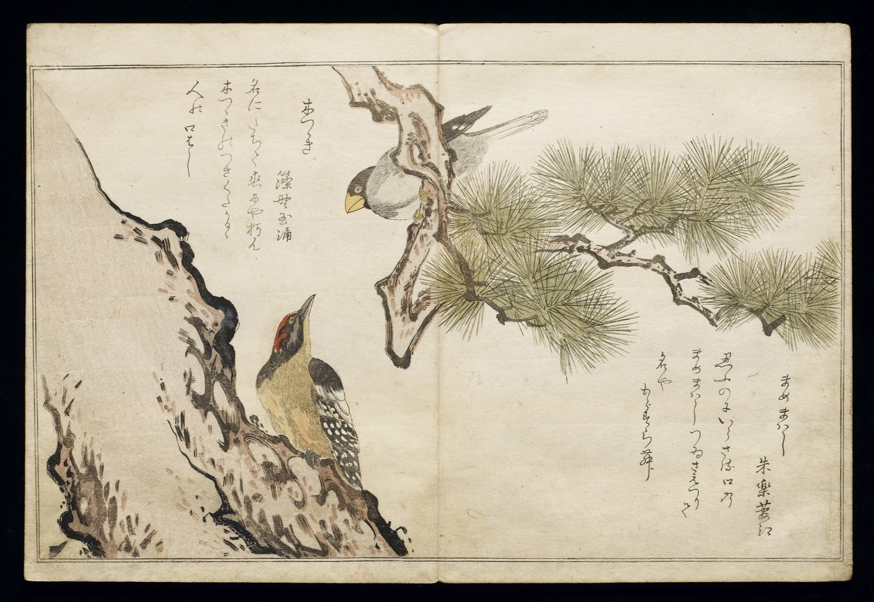 P.332-1946 Vol.1 f.3 Hawfinch and a Woodpecker, z albumu "Birds compared in Humorous Songs", 1791 (kolorowa odbitka drzeworytnicza) autorstwa Kitagawa Utamaro