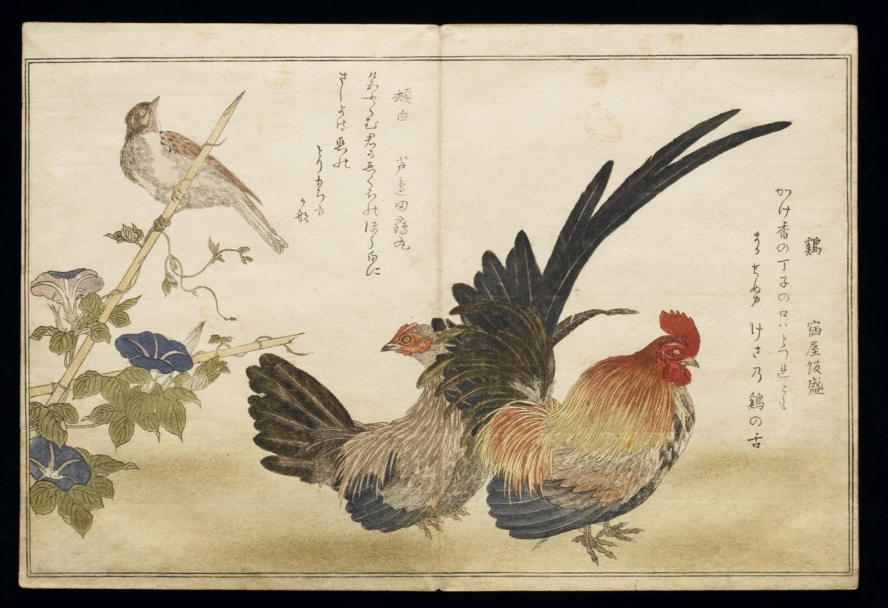 P.332-1946 Vol.1 f.8 Kogutek i kura po prawej z buławą po lewej, z albumu "Ptaki porównywane w żartobliwych pieśniach" ("Momo Chidori Kyoka Awase"), 1791 (odbitka barwna) autorstwa Kitagawa Utamaro