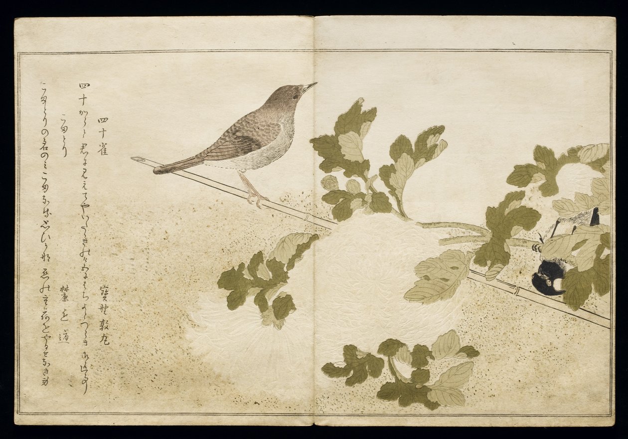 P.332-1946 Vol.2 f.2 Sikora mandżurska i rudzik, z albumu „Ptaki porównane w pieśniach humorystycznych”, 1791 (kolorowy drzeworyt) autorstwa Kitagawa Utamaro