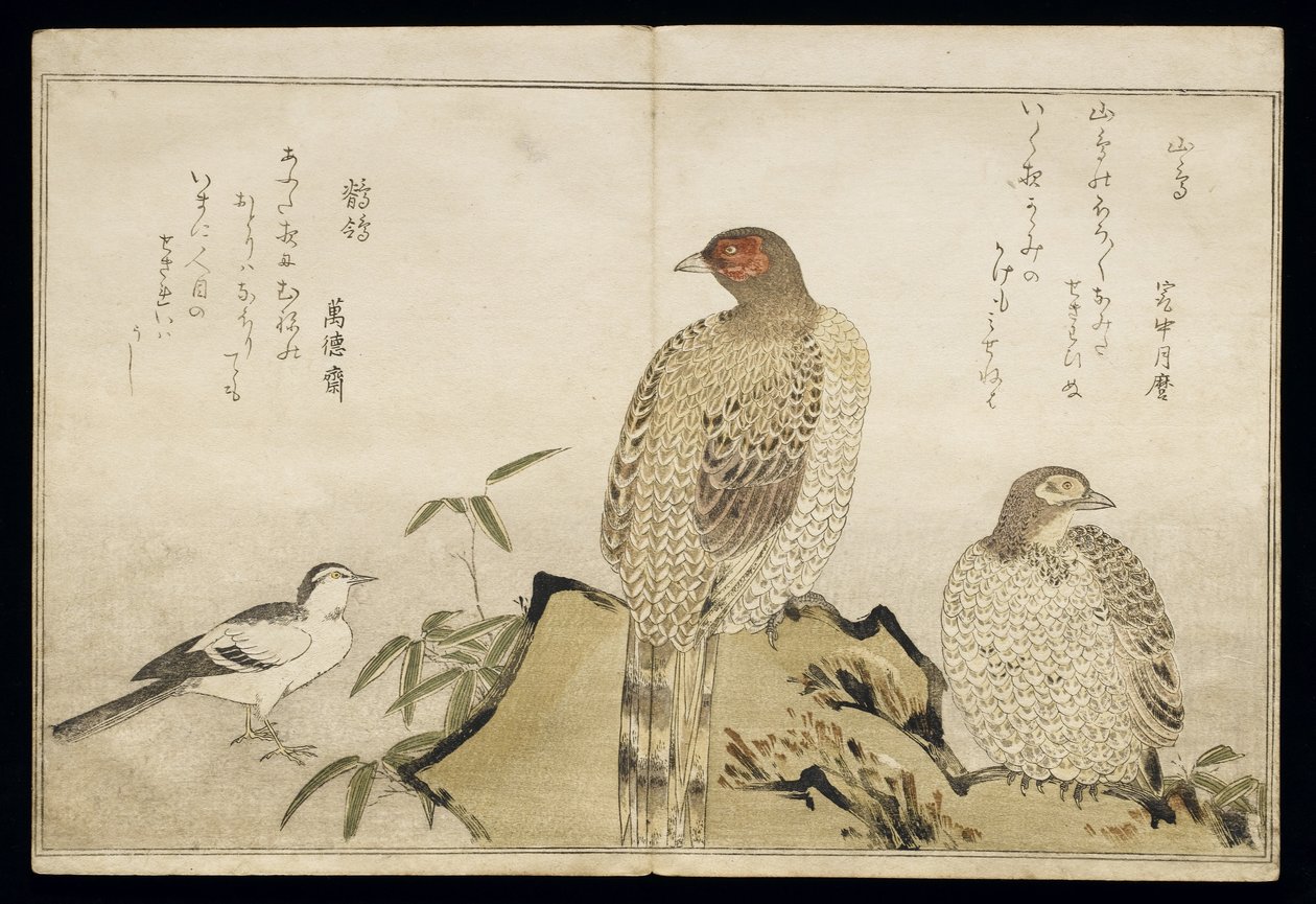 P.332-1946 Vol.2 f.3 Two Copper Pheasants and a Wagtail, from an album 