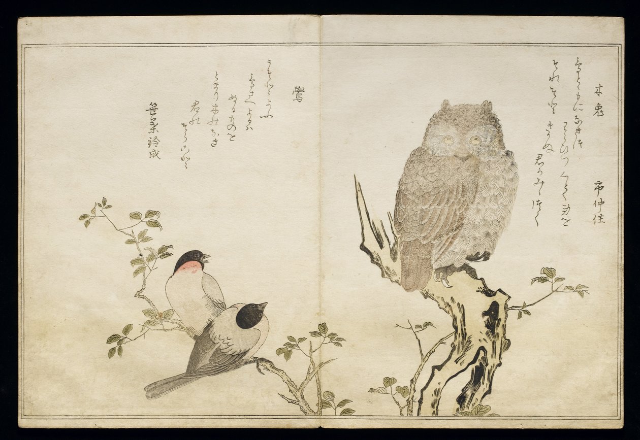 P.332-1946 Vol.2 f.4 Sowa i dwa gile wschodnie, z albumu „Ptaki porównane w pieśniach humorystycznych”, 1791 (kolorowy drzeworyt) autorstwa Kitagawa Utamaro