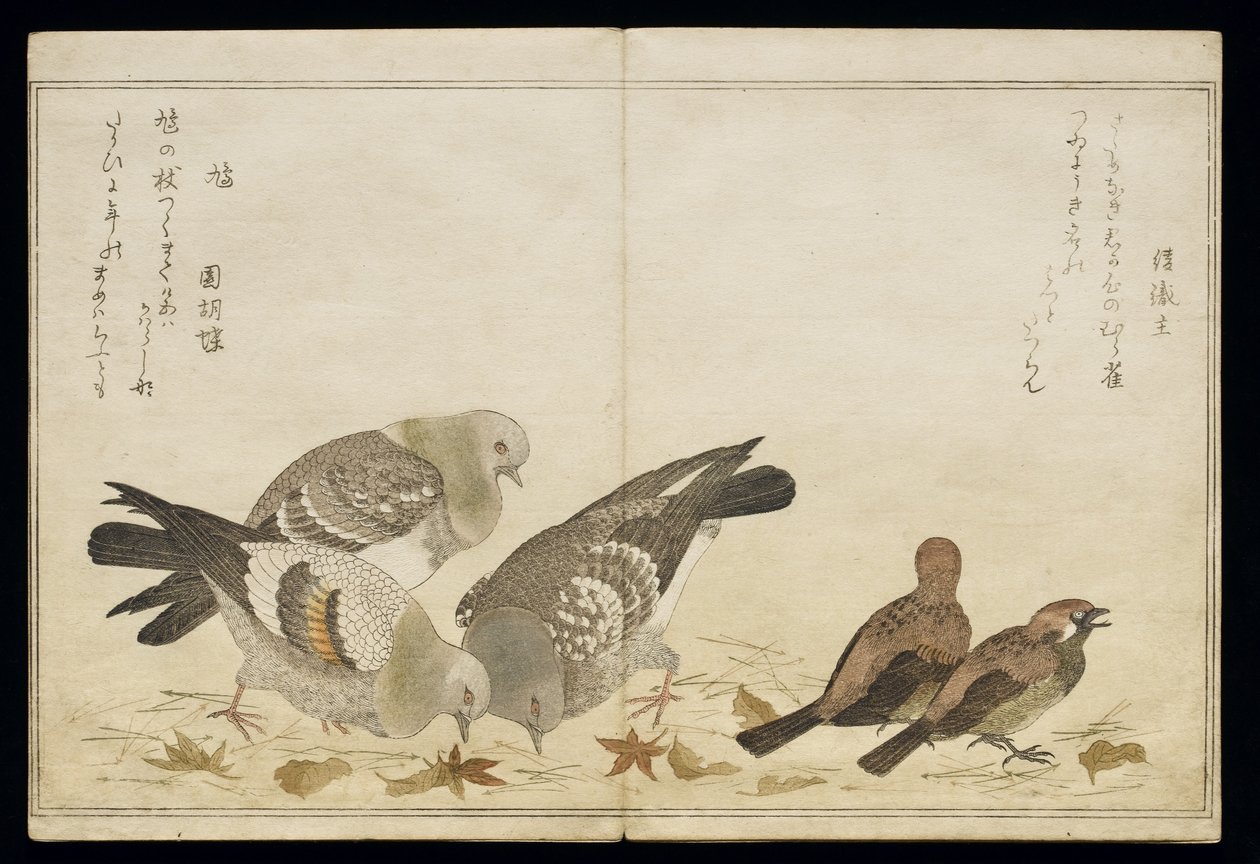 P.332-1946 Vol.2 f.5 Trzy gołębie i dwie zięby, z albumu „Ptaki porównane w pieśniach humorystycznych”, 1791 (kolorowy drzeworyt) autorstwa Kitagawa Utamaro