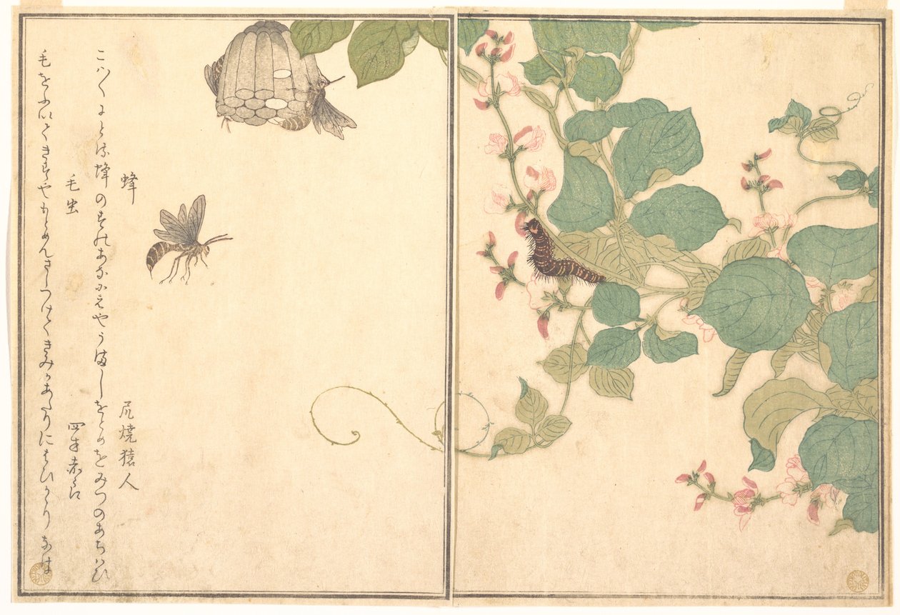 Osa papierowa (Hachi); włochata gąsienica (Kemushi), z Ilustrowanej księgi pełzających stworzeń (Ehon mushi erami) autorstwa Kitagawa Utamaro