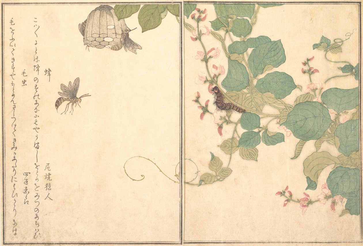 Papierowa Osa Hachi, Owłosiona Gąsienica Kemushi..., 1788. autorstwa Kitagawa Utamaro