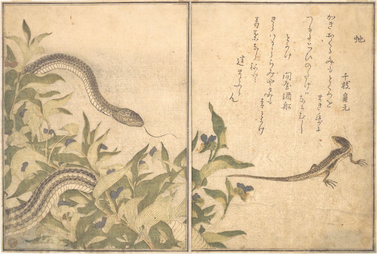 Wąż szczurzy (Hebi); jaszczurka lub scynk (Tokage), z Ilustrowanej księgi pełzających stworzeń (Ehon mushi erami) autorstwa Kitagawa Utamaro