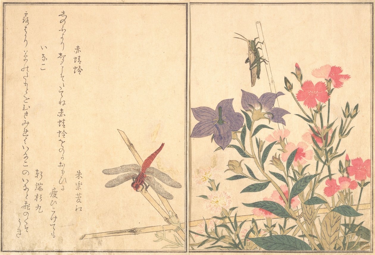 Czerwona ważka Akatonbo, Locust Inago..., 1788. autorstwa Kitagawa Utamaro