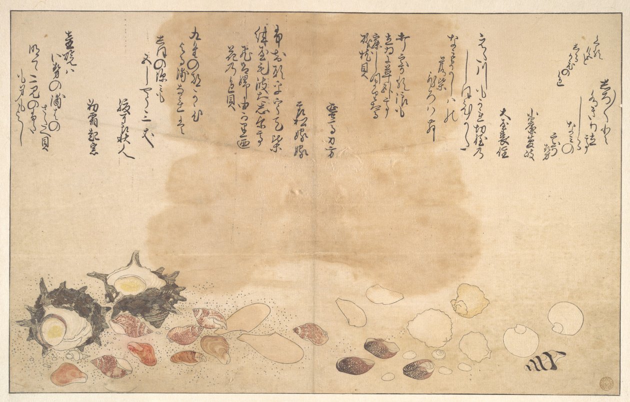 Muszle pod wodą autorstwa Kitagawa Utamaro
