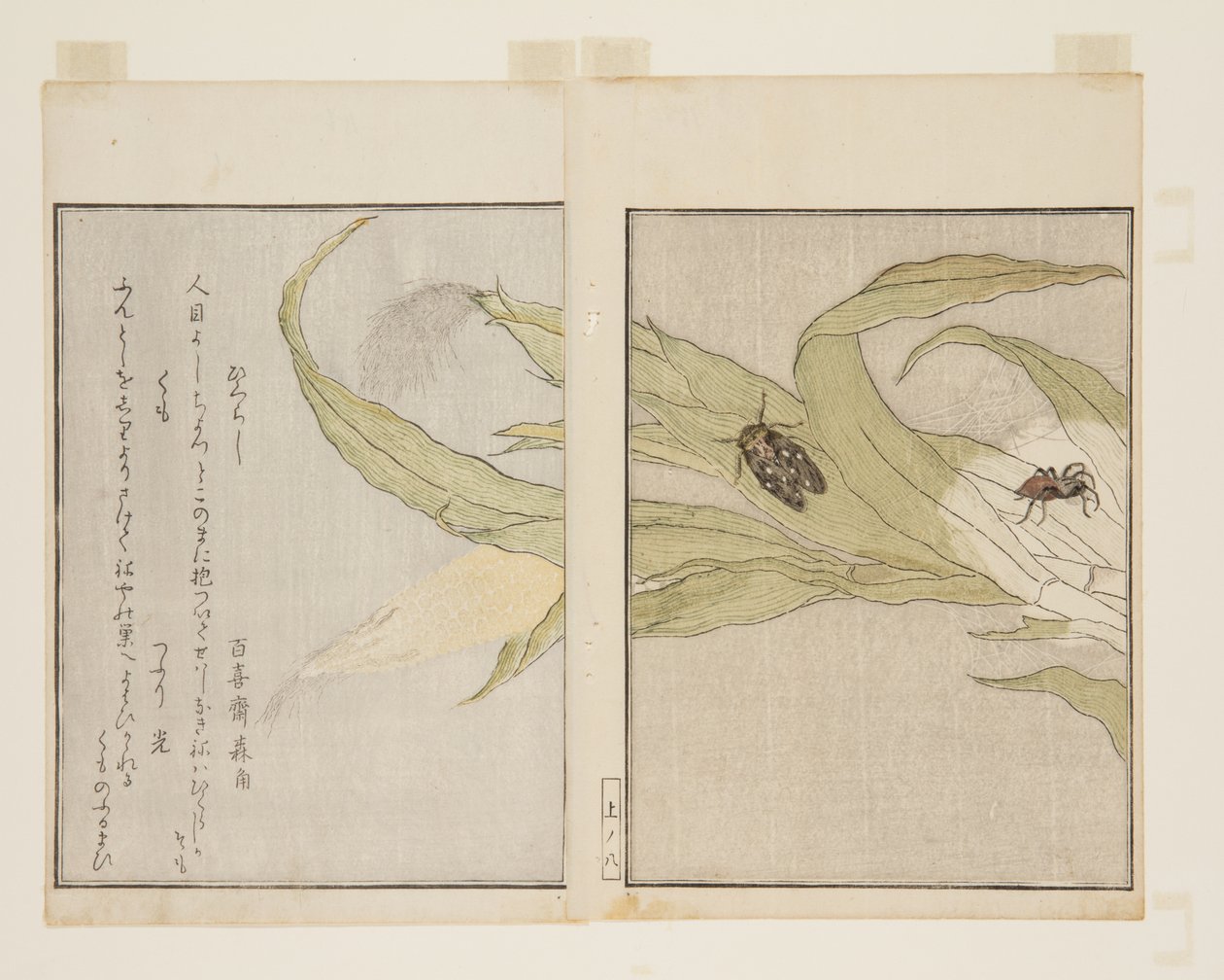 Pająk (Kumo) i Wieczorna Cykada (Higurashi) (kolorowy drzeworyt) autorstwa Kitagawa Utamaro