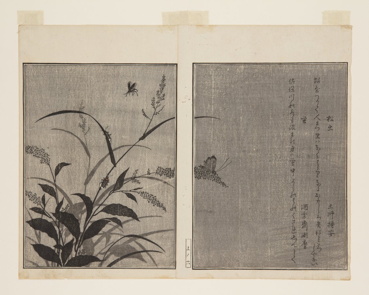 Tree Cricket (Matsumushi) i Firefly (Hotaru) (kolorowy drzeworyt) autorstwa Kitagawa Utamaro
