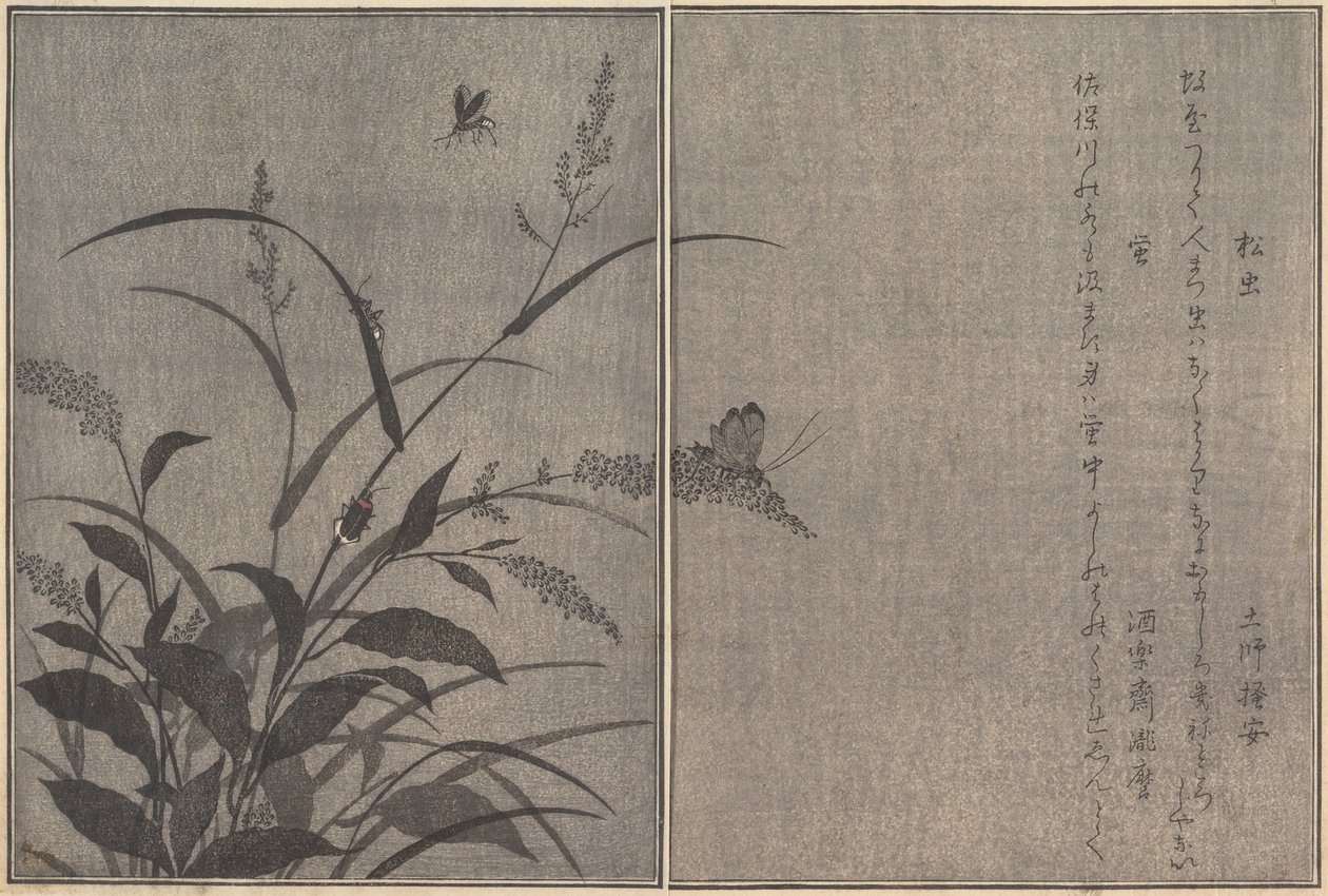 Drzewo świerszcz Matsumushi, Świetlik Hotaru..., 1788. autorstwa Kitagawa Utamaro