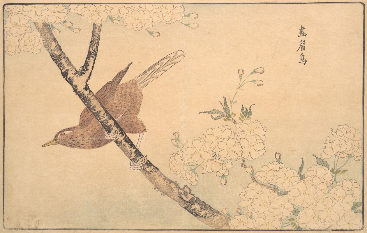 Szary drozd, 1789. autorstwa Kitao Masayoshi