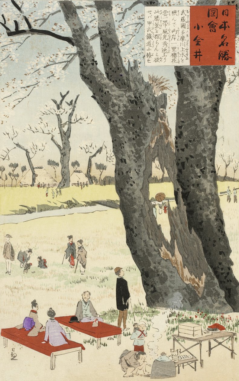 Koganei, Kwiaty wiśni z Szkiców znanych miejsc w Japonii, 1896 (kolorowy drzeworyt) autorstwa Kobayashi Kiyochika
