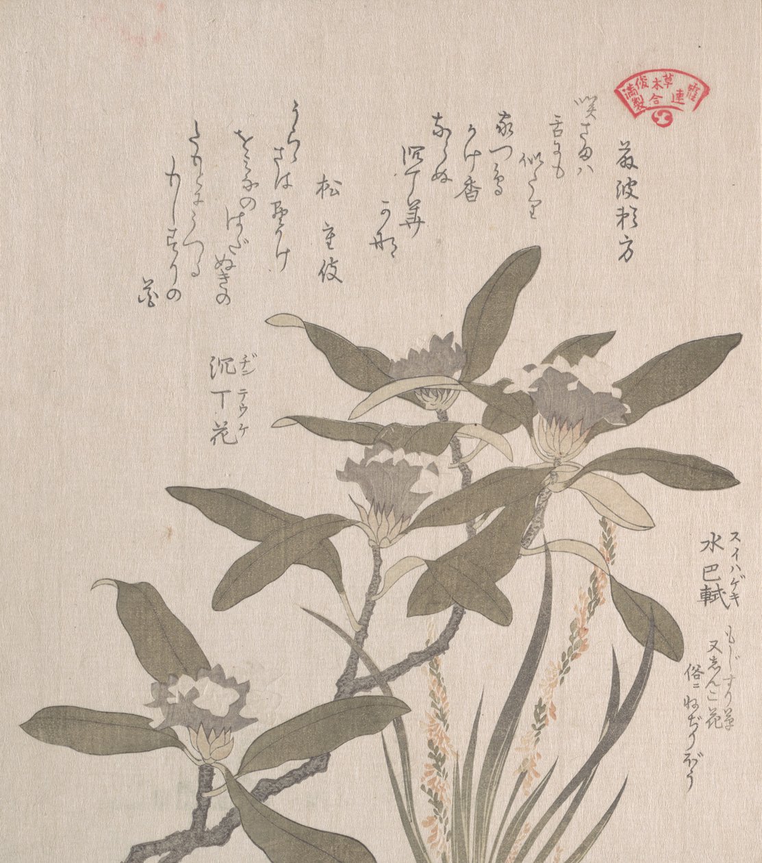 Daphne Odora i Mojisuri-so, XIX wiek. autorstwa Kubo Shunman