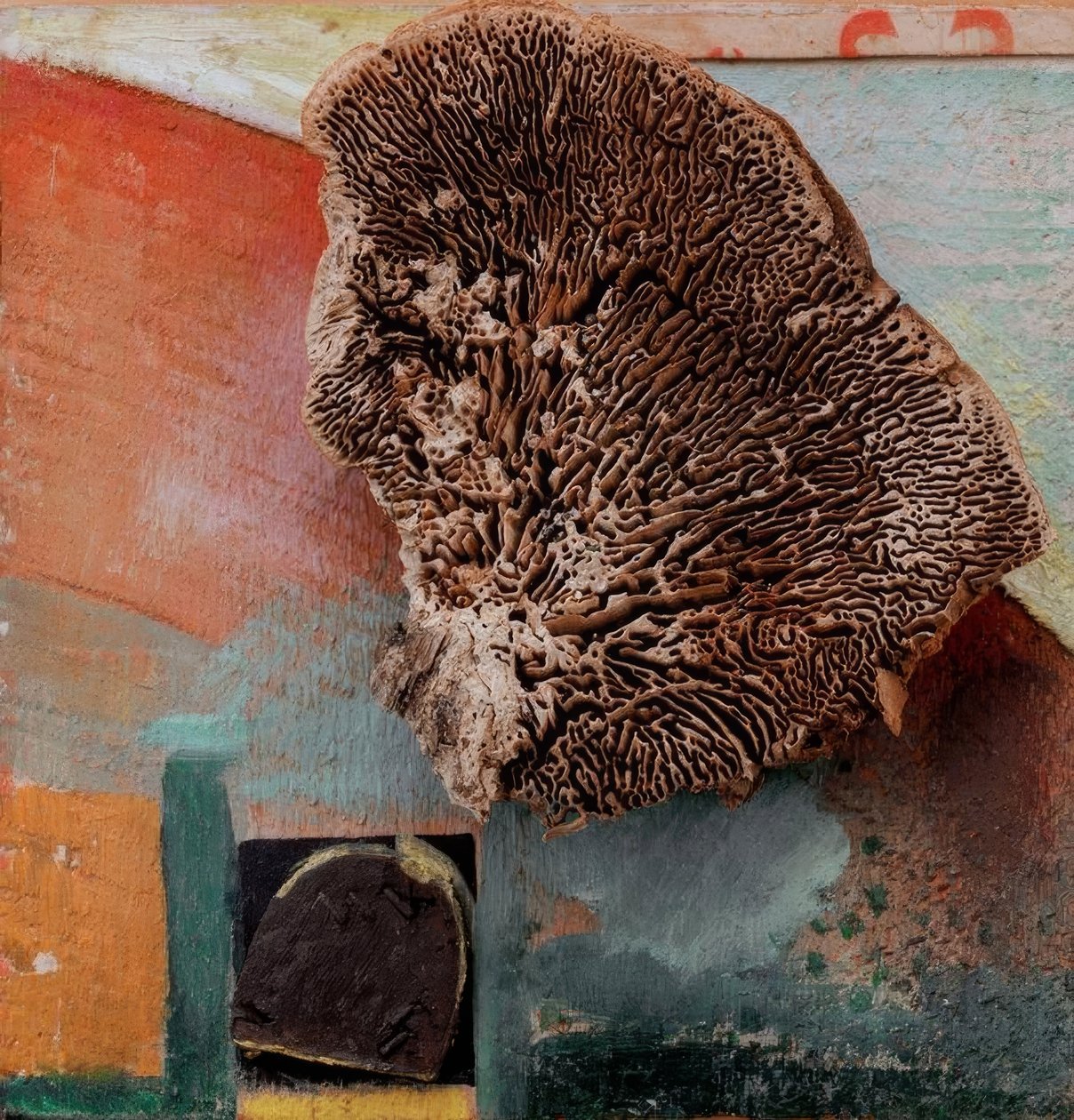 Bez tytułu (zdjęcie Merz z koralem) autorstwa Kurt Schwitters