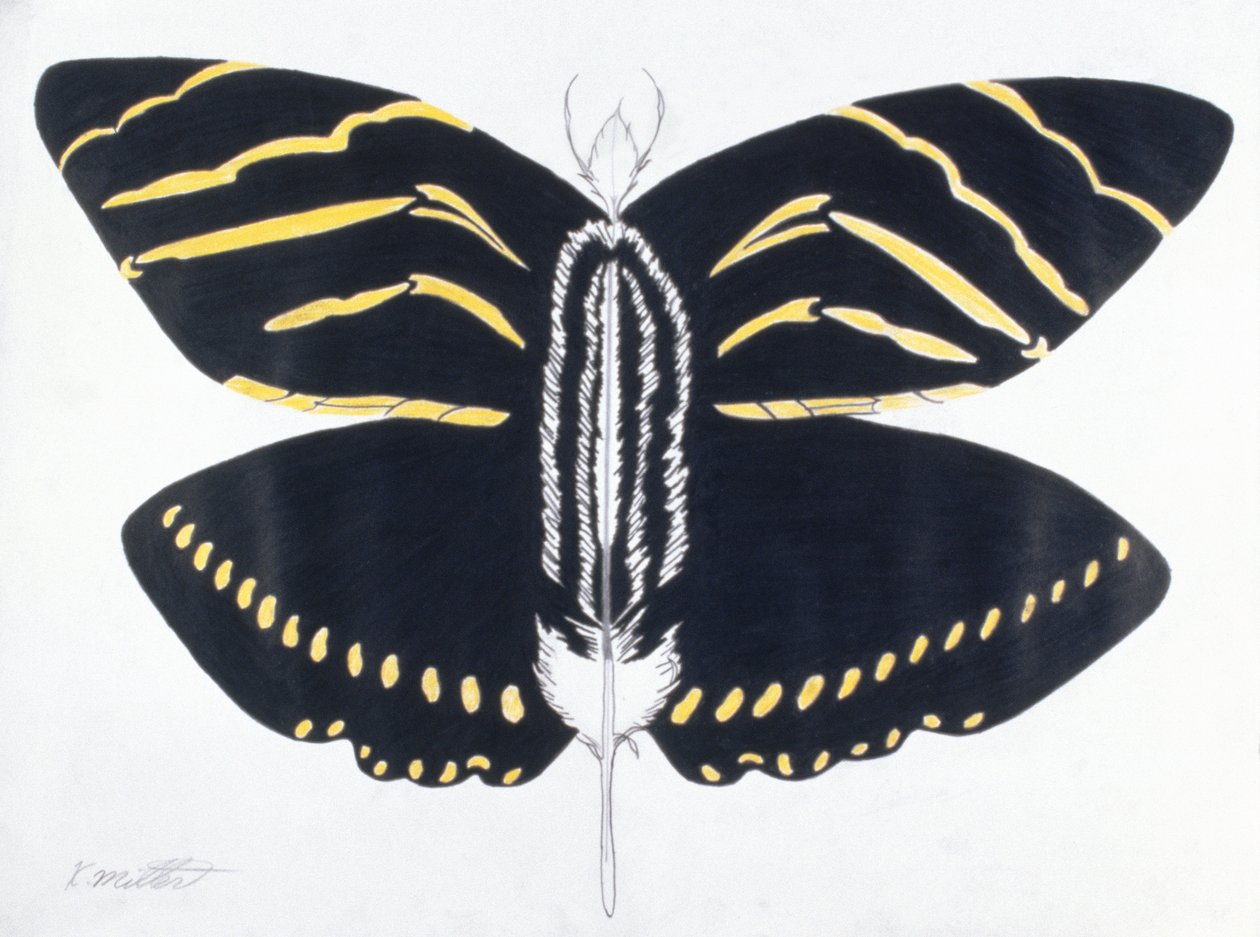 Feathered Butterfly, 2004 (kolorowy ołówek na papierze) autorstwa Kurtis L. Miller