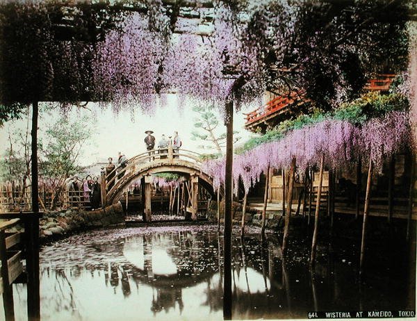 Wisteria w Kameido, Tokio (ręcznie barwiony odbitka albuminowa na karcie) autorstwa Kusakabe (attr. to) Kimbei