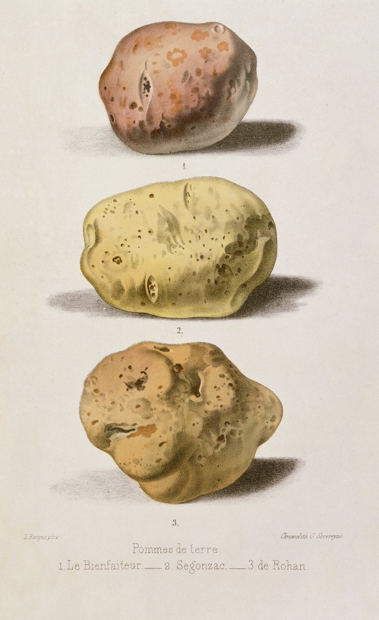 Tabliczka botaniczna z trzema różnymi odmianami ziemniaka, wyryta przez G. Severeyns (chromolit) autorstwa L. Rouyer