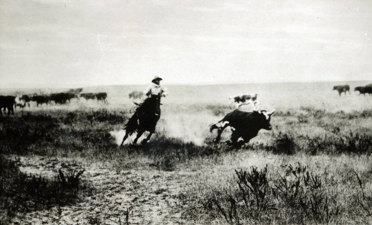 Kowboj na koniu trzymający na lasso cielę (mc. zdjęcie) autorstwa L.A. Huffman