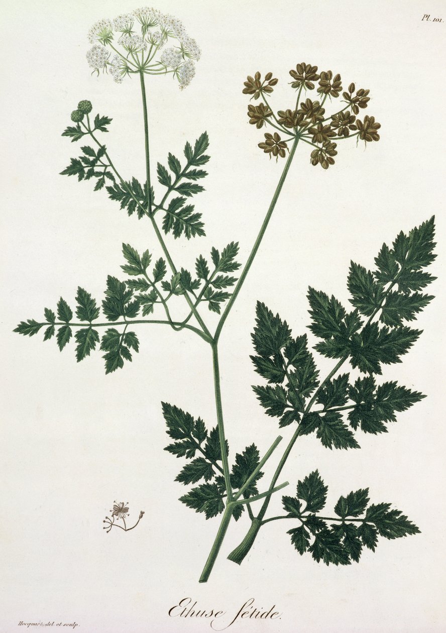 Aethusa Cynapium z „Phytographie Medicale” Josepha Roquesa (1772-1850), opublikowana w 1821 r. autorstwa L.F.J. Hoquart