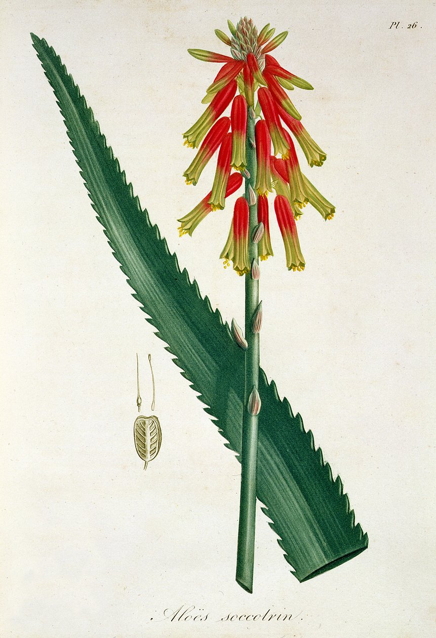 Aloe z "Phytographie Medicale" przez Joseph Roques (1772-1850), opublikowane w 1821 r. autorstwa L.F.J. Hoquart