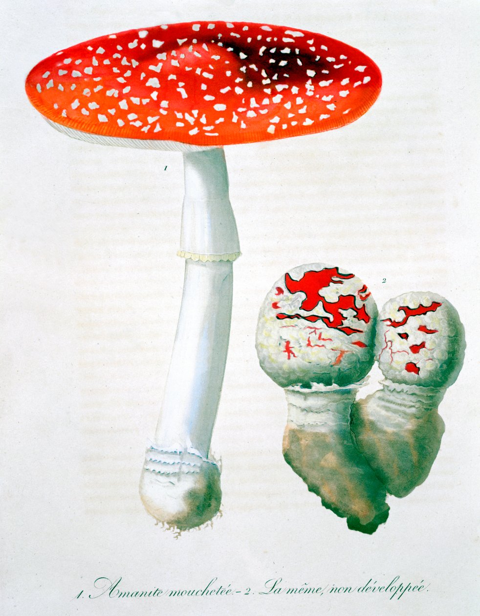 Amanita Muscaria Muchomor muchomor, 1821 autorstwa LFJ Hoquart