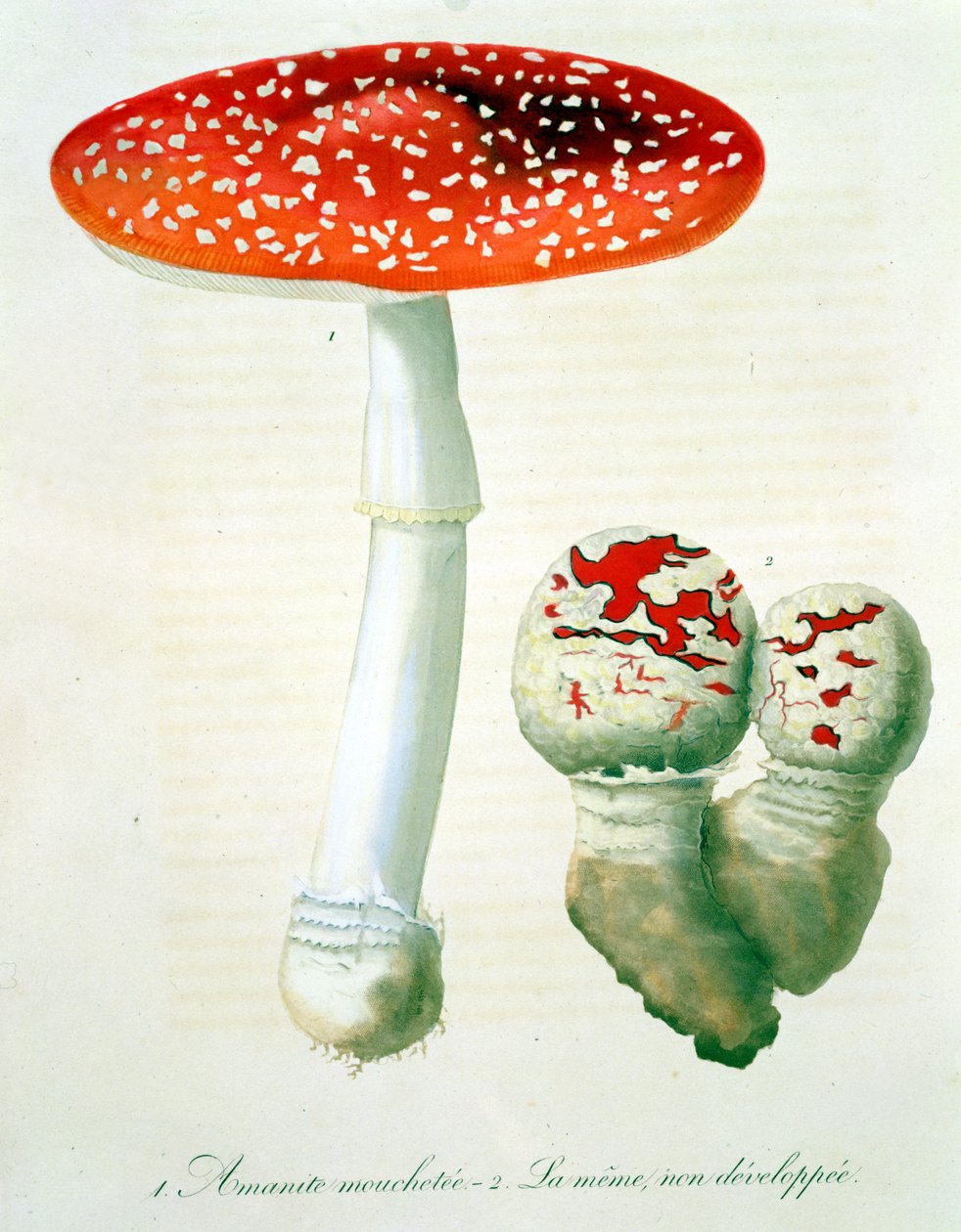 Amanita Muscaria z "Phytographie Medicale" autorstwa Josepha Roquesa (1772-1850), opublikowanej w 1821 r. autorstwa L.F.J. Hoquart