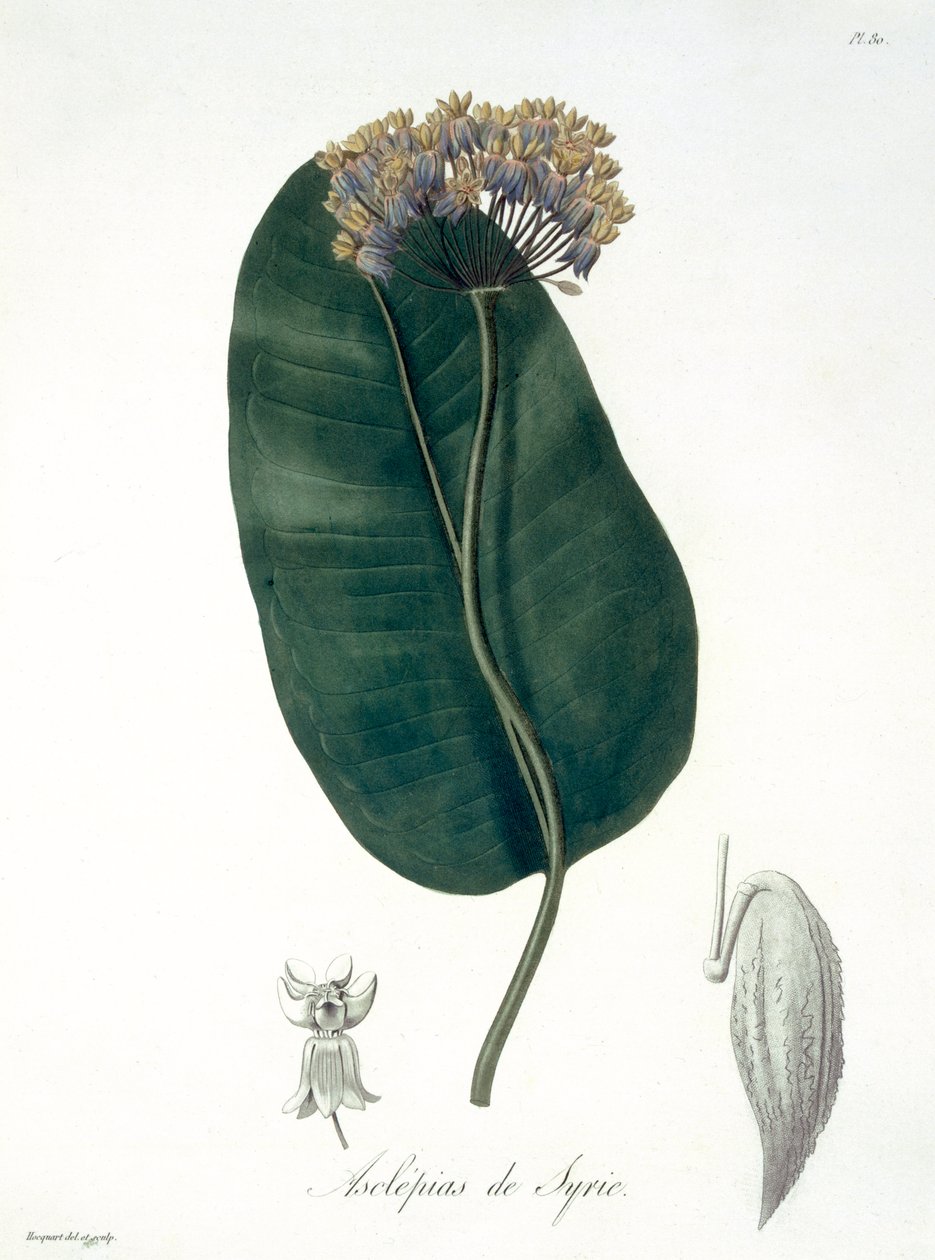 Asclepias Syriaca z „Phytographie Medicale” Josepha Roquesa (1772-1850), opublikowana w 1821 r. autorstwa L.F.J. Hoquart