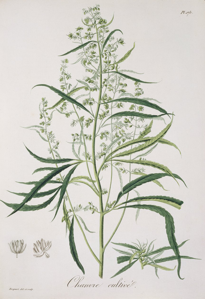 Cannabis Sativa z „Phytographie Medicale” Josepha Roquesa (1772-1850), opublikowana w 1821 r. autorstwa L.F.J. Hoquart