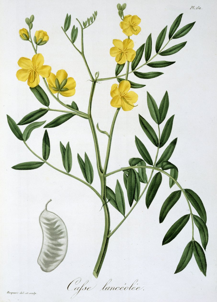Cassia z „Phytographie Medicale” Josepha Roquesa (1772-1850), wydanej w 1821 r. autorstwa L.F.J. Hoquart
