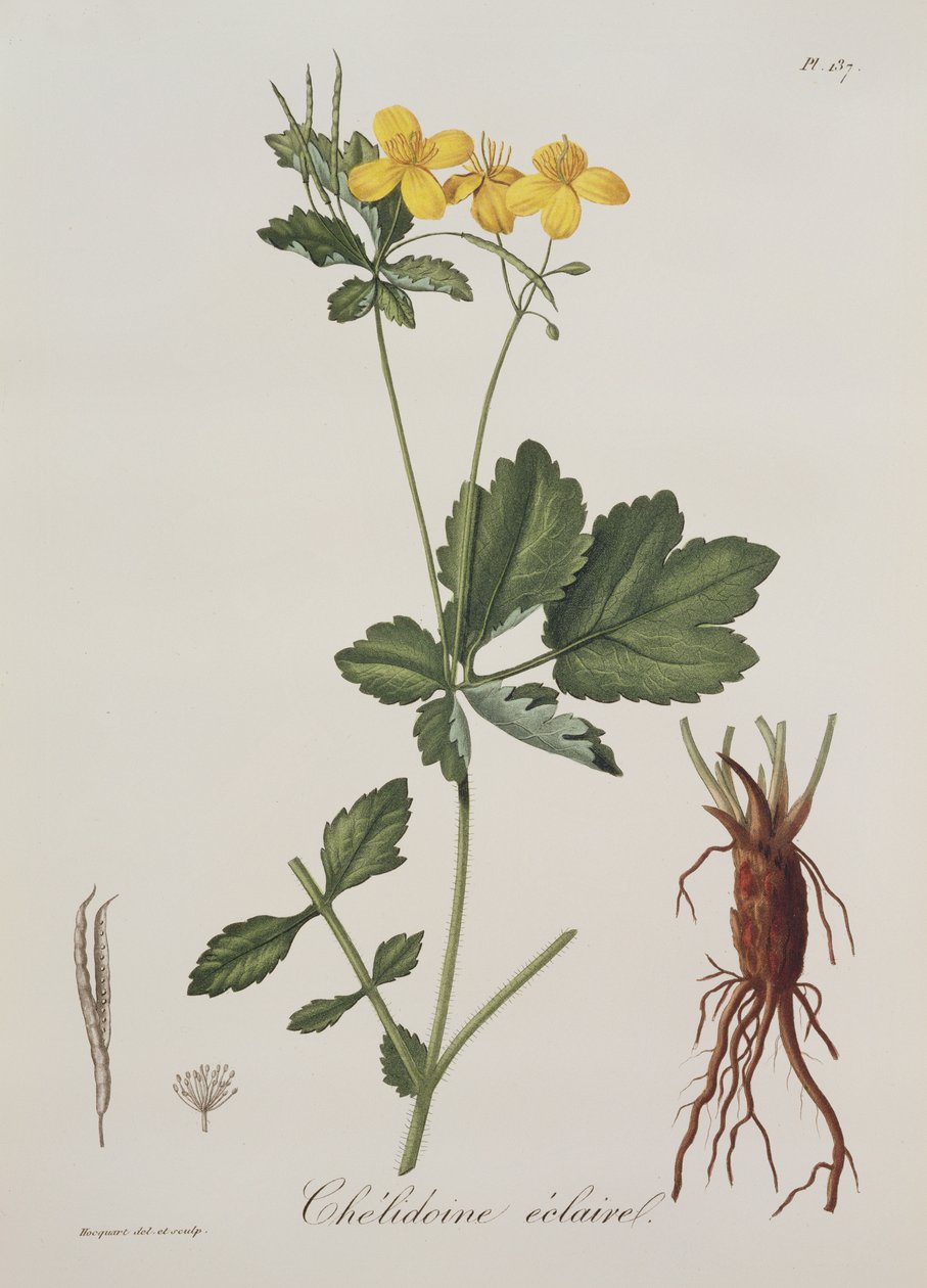 Chelidonium Majus z Photographie Medicale Josepha Roquesa (1772-1850), wydana w 1821 r. autorstwa L.F.J. Hoquart