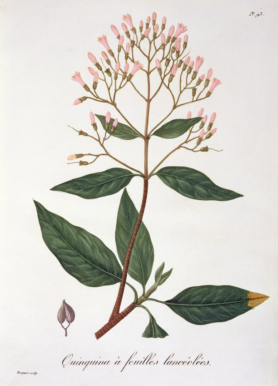 Cinchona z „Phytographie Medicale” Josepha Roquesa (1772-1850), opublikowana w 1821 r. autorstwa L.F.J. Hoquart