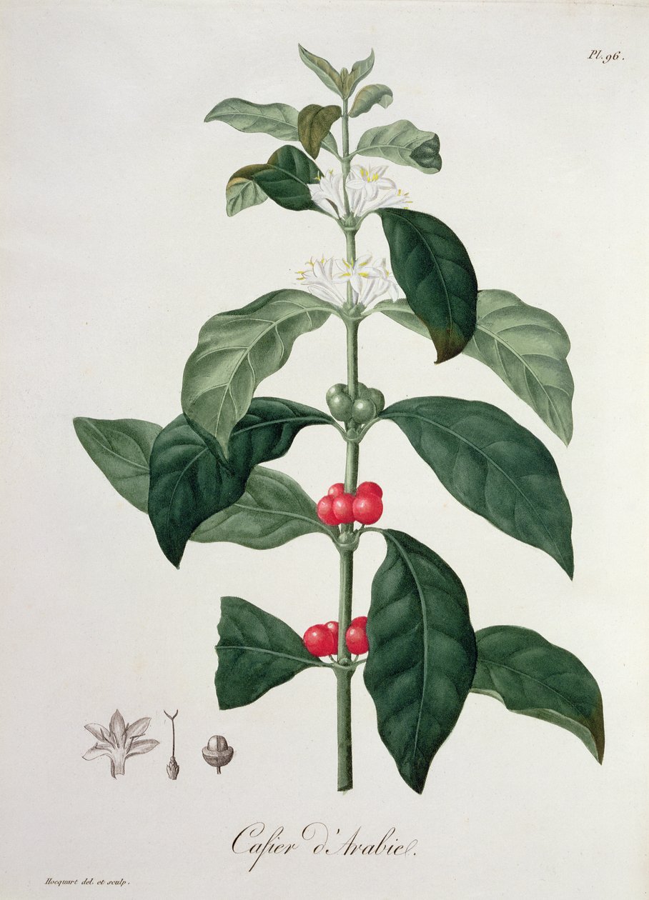 Coffea Arabica z „Phytographie Medicale” Josepha Roquesa (1772-1850), opublikowana w 1821 r. autorstwa L.F.J. Hoquart