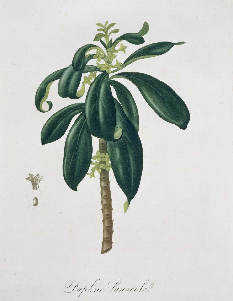 Daphne Laureda z „Phytographie Medicale” Josepha Roquesa (1772-1850), opublikowana w 1821 r. autorstwa L.F.J. Hoquart