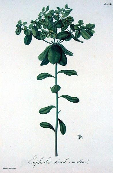 Euphorbia Helioscopia z „Phytographie Medicale” Josepha Roquesa (1772-1850), opublikowana w 1821 r. (rycina) autorstwa L.F.J. Hoquart