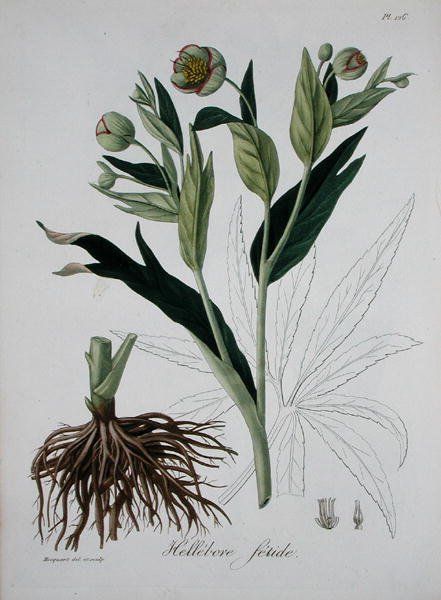 Helleborus Foetidus z „Phytographie Medicale” Josepha Roquesa (1772-1850), wydanej w 1821 r. (rycina) autorstwa L.F.J. Hoquart
