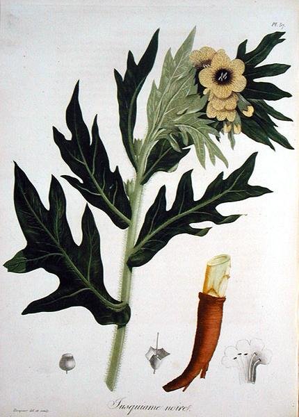 Henbane z „Phytographie Medicale” Josepha Roquesa (1772-1850), wydanej w 1821 r. (rycina) autorstwa L.F.J. Hoquart