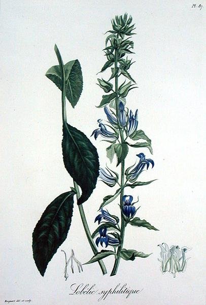 Lobelia Siphilitica z „Phytographie Medicale” Josepha Roquesa (1772-1850), wydana w 1821 r. (rycina) autorstwa L.F.J. Hoquart